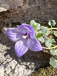 Image result for Campanula affinis