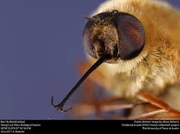 Attēlu rezultāti vaicājumam “Bombyliidae”