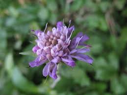 Image result for Knautia dipsacifolia