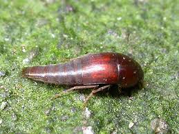 Attēlu rezultāti vaicājumam “Sepedophilus sp.”