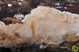 Attēlu rezultāti vaicājumam “Junghuhnia nitida”