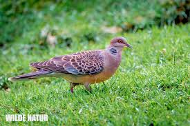 Image result for Streptopelia orientalis