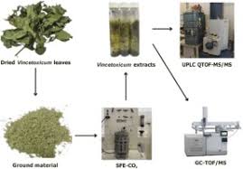 Attēlu rezultāti vaicājumam “Vincetoxicum hirundinaria fruit”