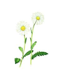 Attēlu rezultāti vaicājumam “Leucanthemum vulgare flower”