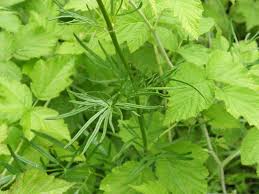 Attēlu rezultāti vaicājumam “Thalictrum lucidum leaf”
