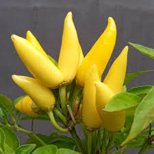 Afbeeldingsresultaat voor thai yellow hot pepper