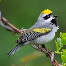 Image result for Vermivora chrysoptera