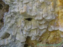 Attēlu rezultāti vaicājumam “Skeletocutis odora”