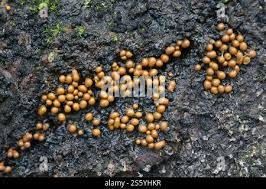 Attēlu rezultāti vaicājumam “Trichia varia”