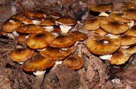 Attēlu rezultāti vaicājumam “Armillaria mellea”