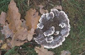 Attēlu rezultāti vaicājumam “Phellodon melaleucus”