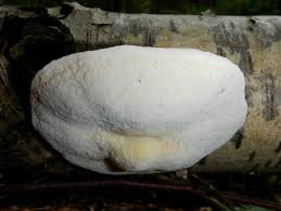 Attēlu rezultāti vaicājumam “Postia tephroleucus”