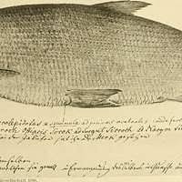 Image result for Liopsetta glacialis