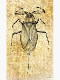 Attēlu rezultāti vaicājumam “Nepa cinerea”