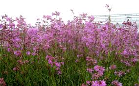 Image result for Pechnelke