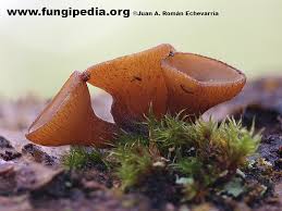 Attēlu rezultāti vaicājumam “Rutstroemia firma”