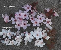Attēlu rezultāti vaicājumam “Prunus cerasifera var. divaricata flower”