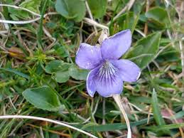 Attēlu rezultāti vaicājumam “Viola hirta flower”