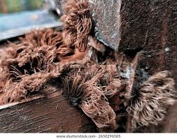 Attēlu rezultāti vaicājumam “Stemonitis axifera var. smithii young”