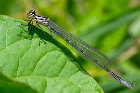 Attēlu rezultāti vaicājumam “Coenagrion armatum”