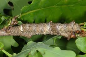 Attēlu rezultāti vaicājumam “Catocala sponsa”