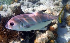 Image result for Caranx latus