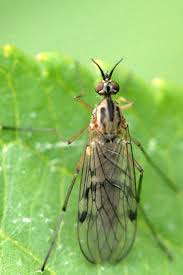 Attēlu rezultāti vaicājumam “Sylvicola sp.”