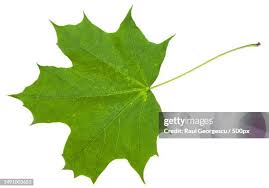 Attēlu rezultāti vaicājumam “Acer platanoides”