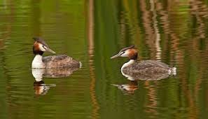 Attēlu rezultāti vaicājumam “Podiceps cristatus adult”