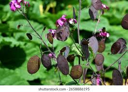 Attēlu rezultāti vaicājumam “Lunaria annua leaf”
