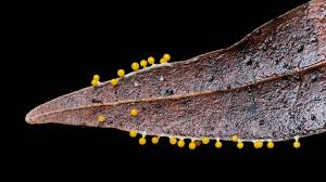 Attēlu rezultāti vaicājumam “Comatricha ellae macro”