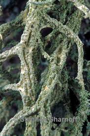 Attēlu rezultāti vaicājumam “Evernia mesomorpha”