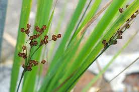 Attēlu rezultāti vaicājumam “Juncus compressus”