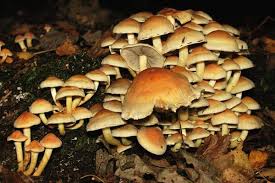 Attēlu rezultāti vaicājumam “Hypholoma sp.”