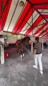 Image result for Carman Stables Archery