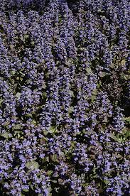 Attēlu rezultāti vaicājumam “Ajuga pyramidalis”