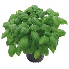 Image result for Basilikum
