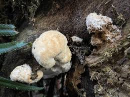 Attēlu rezultāti vaicājumam “Postia ptychogaster”