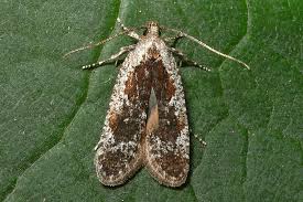 Attēlu rezultāti vaicājumam “Agonopterix hypericella”