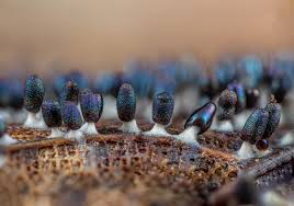 Attēlu rezultāti vaicājumam “Diachea subsessilis young”