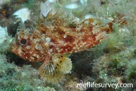 Image result for Scorpaena scrofa