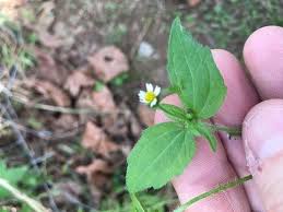 Attēlu rezultāti vaicājumam “Galinsoga quadriradiata flower”