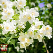 Attēlu rezultāti vaicājumam “Philadelphus lemoinei flower”