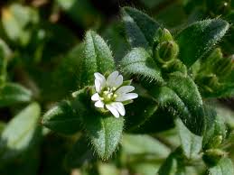 Attēlu rezultāti vaicājumam “Cerastium holosteoides”
