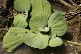 Attēlu rezultāti vaicājumam “Pistia stratiotes leaf”
