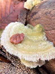 Attēlu rezultāti vaicājumam “Trametes hirsuta”