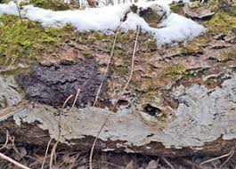 Attēlu rezultāti vaicājumam “Badhamia affinis var. microspora”