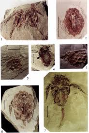 Attēlu rezultāti vaicājumam “Laccognathus panderi”