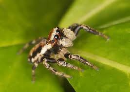 Attēlu rezultāti vaicājumam “Evarcha falcata”