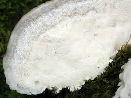 Attēlu rezultāti vaicājumam “Postia stiptica”